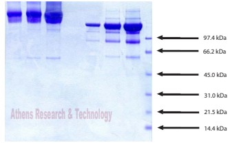 Athens Research 공식대리점 관련 업무대행/수입 전문취급점