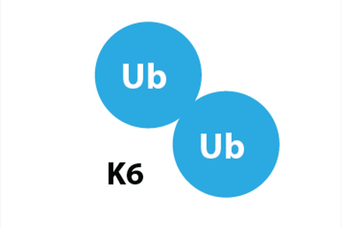 K6 linked di-ubiquitin
