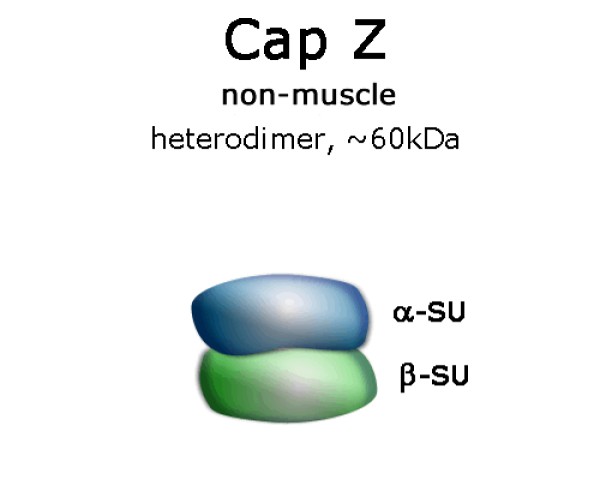 CapZ (non-muscle, human recombinant) | Cat.#: 8322-01