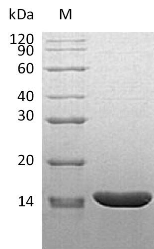 Recombinant Mouse Tumor necrosis factor (Tnf), partial (Active)