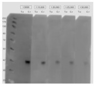 Anti-Ble tag | Bleomycin resistance protein