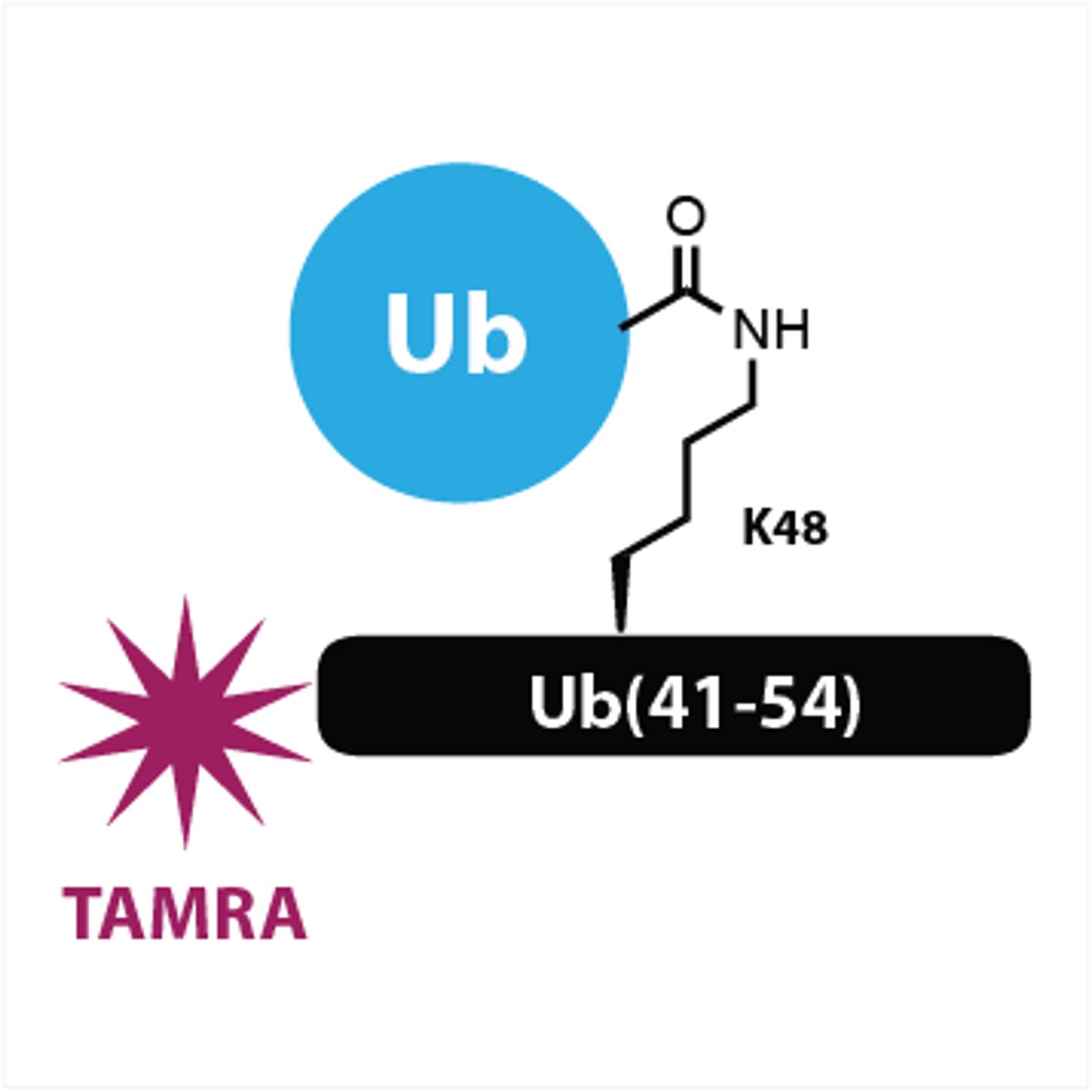 Ub-Ub(41-54)-FP K48 linked