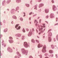 [Grace Bio Labs 한국공식대리점] IMAGING AND MICROSCOPY