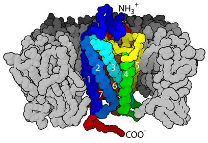 [Creative Biolabs 공식대리점 관련 업무대행/수입] GPCR_Protein 제품소개