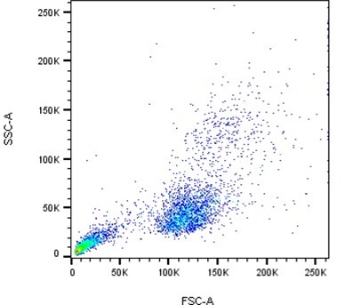 Human Peripheral Blood Mononuclear Cells, MNCs, Human PBMCs, hPBMC, Single Donor