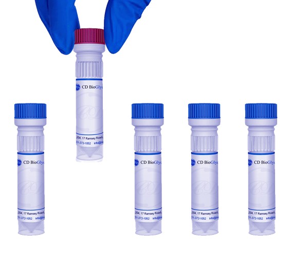 Lens culinaris lectin (LCA), Lentil, Rhodamine conjugate