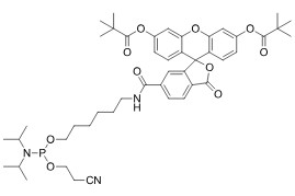 FAM phosphoramidite, 6-isomer