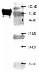 ImmunoPrecise antibodies 한국공식대리점
