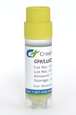 GFP/Luc Reporter Cell Line - SNU-5