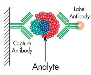 Scantibodies laboratory 한국공식대리점
