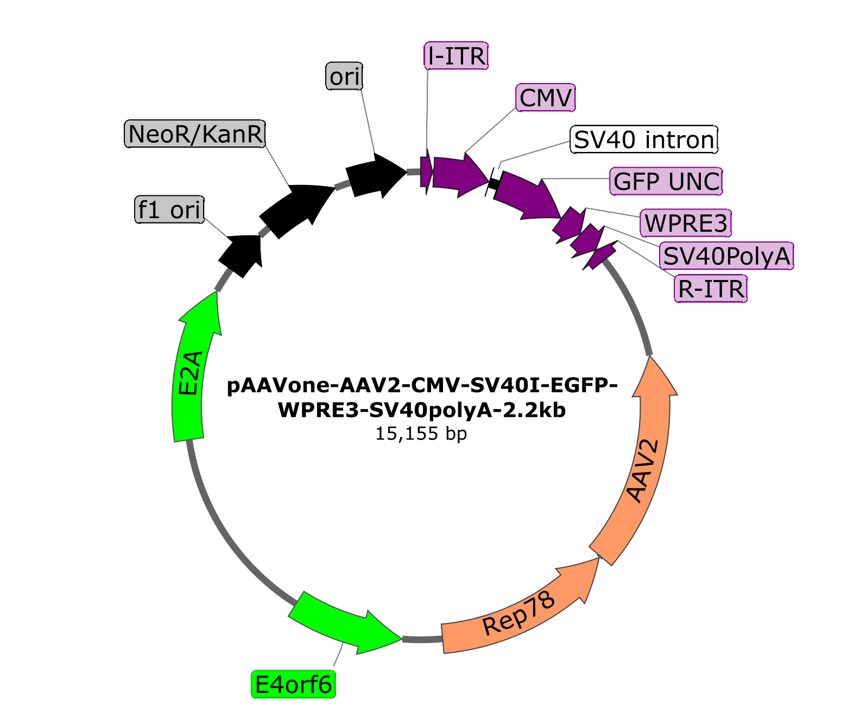 pAAVone-AAV2-CMV-EGFP-2.2kb