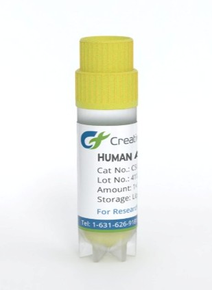 ABC Transporter Stable Cell Lines