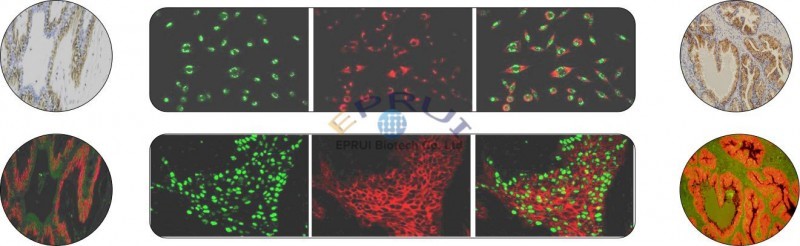 Rare Earth Fluorescent Polystyrene Microspheres