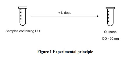 Phenol Oxidase (PO) Activity Assay Kit | OSRAP-K032M