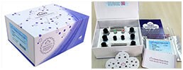 ELISA Kit for Cross Linked C-Telopeptide Of Type I Collagen (CTXI)