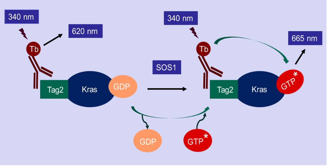 Aurora Biolabs 한국공식대리점