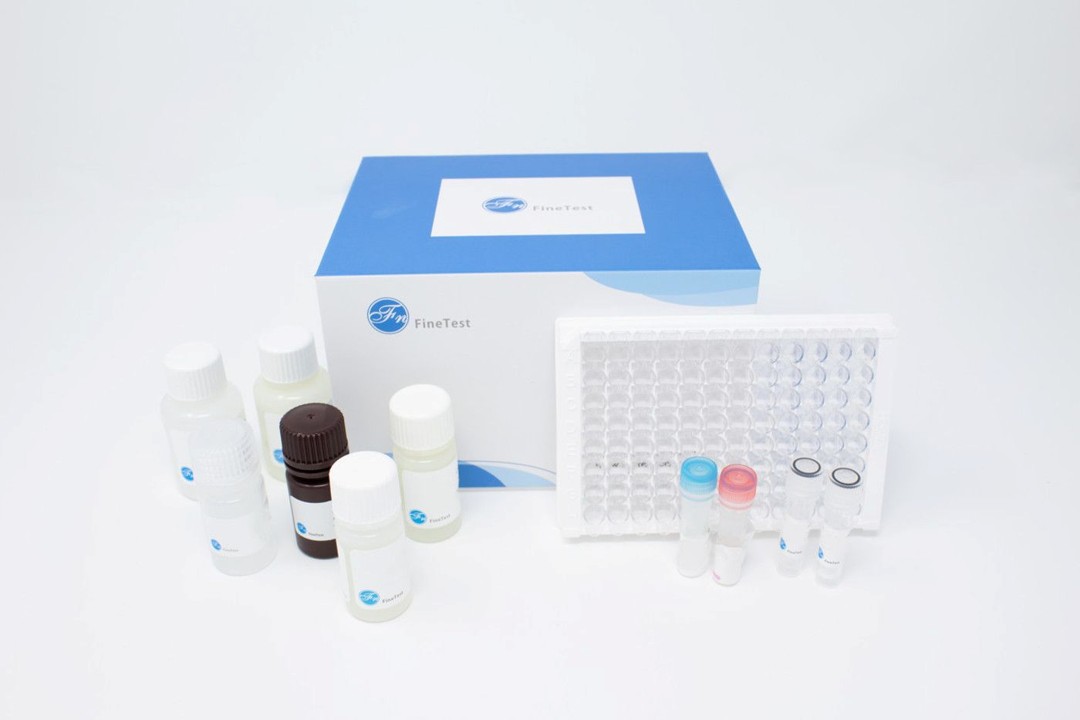 Human NFκB(Nuclear Factor Kappa B) ELISA Kit