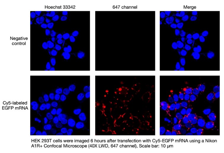 Cy5-labeled mRNA
