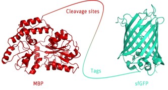 Cleavage and Tag Control Protein