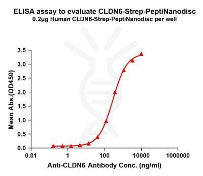 Human CLDN6-Strep full length protein-PeptiNanodisc