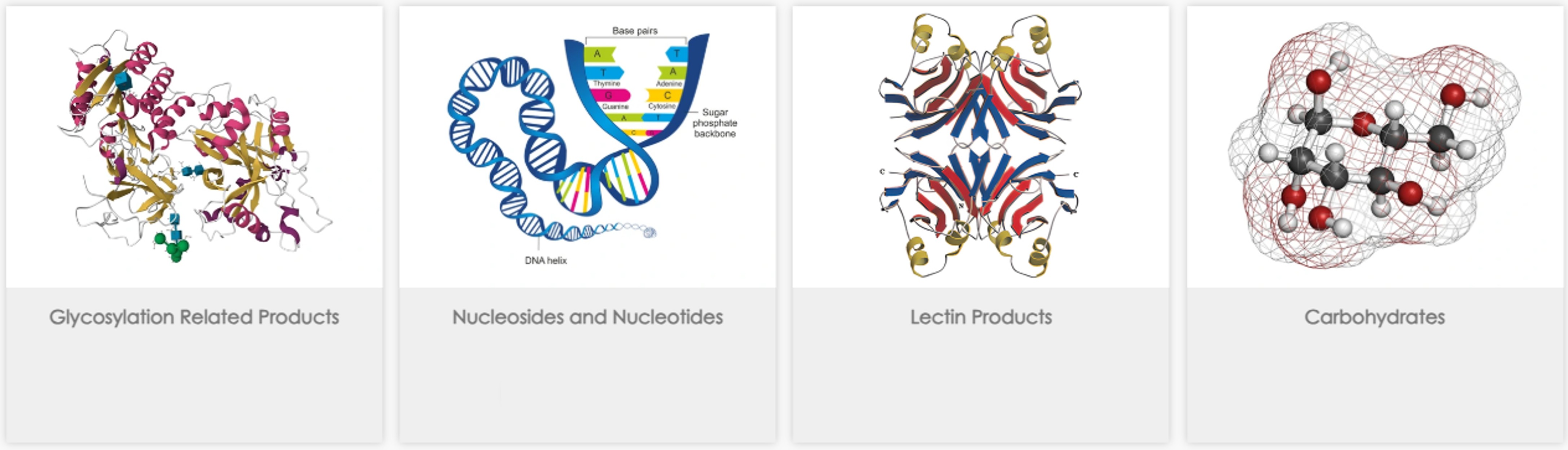 CD BioGlyco를 대표하는 이미지
